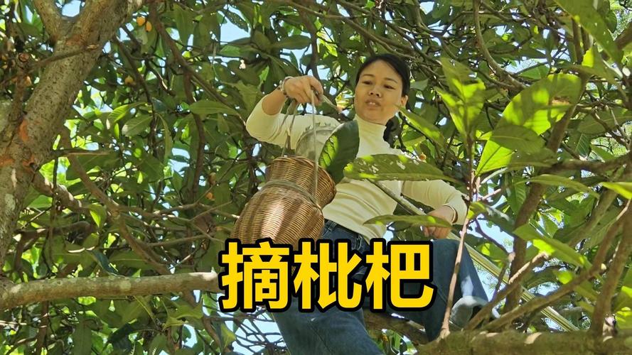 新澳门原料免费和老人上树摘枇杷被困与爬树摘枇杷