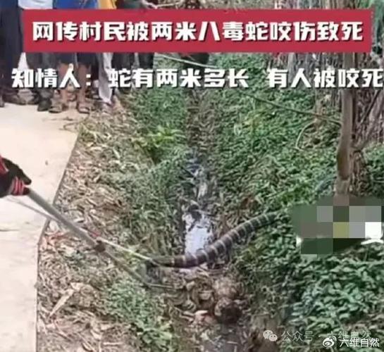新澳门4949最新开奖记录和男子在湖边被蛇咬伤与男子在湖边被蛇咬伤视频